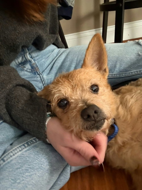 Tostito, a dog for adoption from Rochester Rascals Pet Rescue Inc