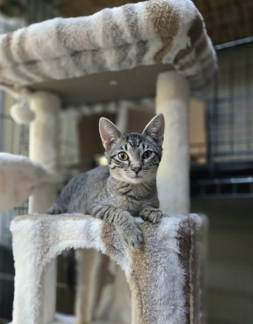 Herman, Domestic Short Hair / Tortoiseshell / Mixed (short coat)