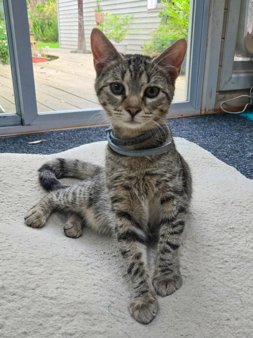 Pablo, Domestic Short Hair / Bengal / Mixed (short coat)