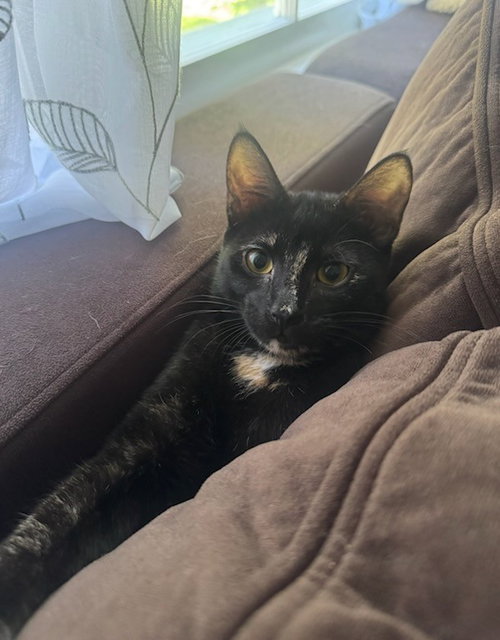 Trudy, Domestic Short Hair / Tortoiseshell (short coat)