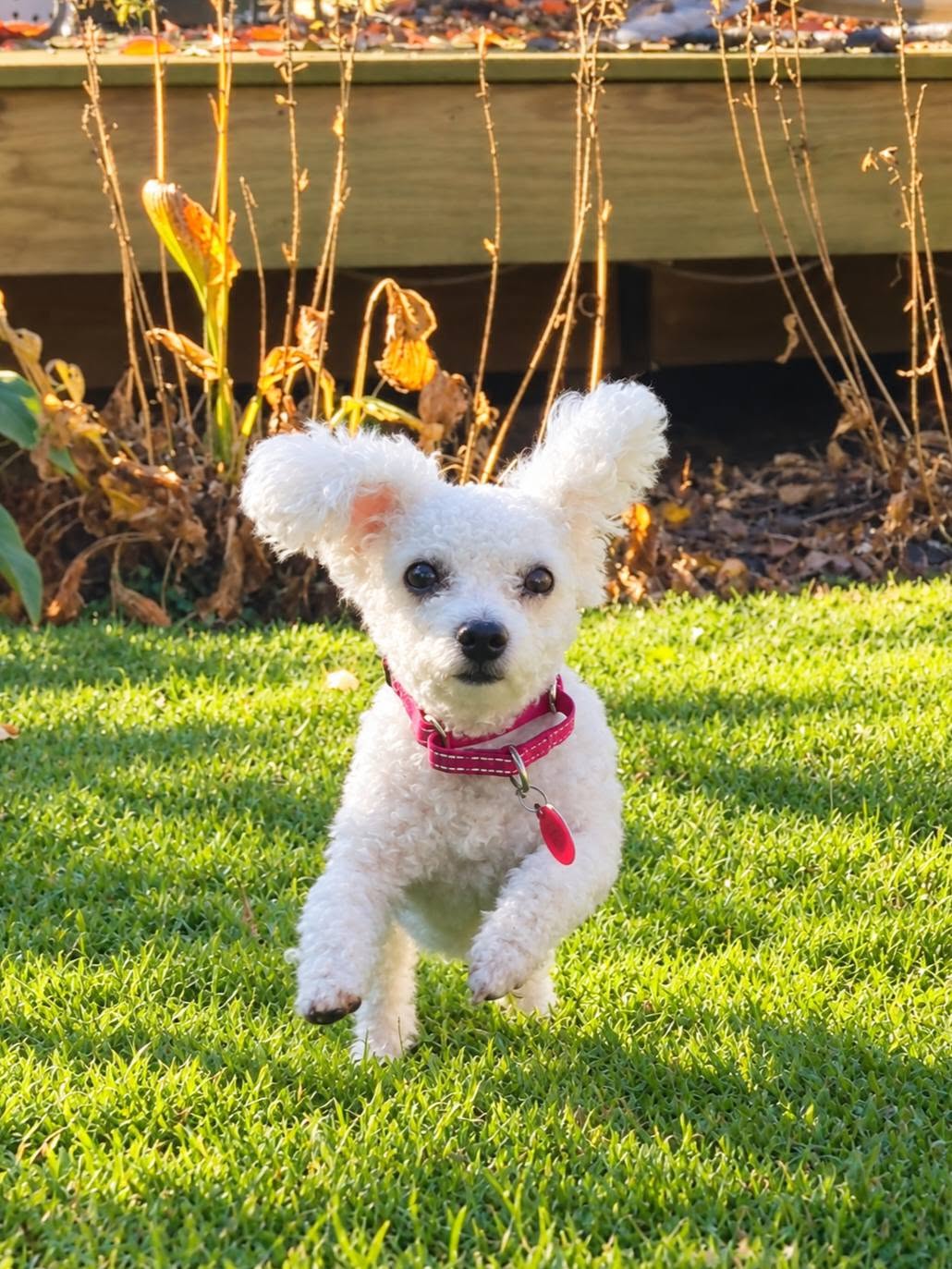 FiFi, photo 3