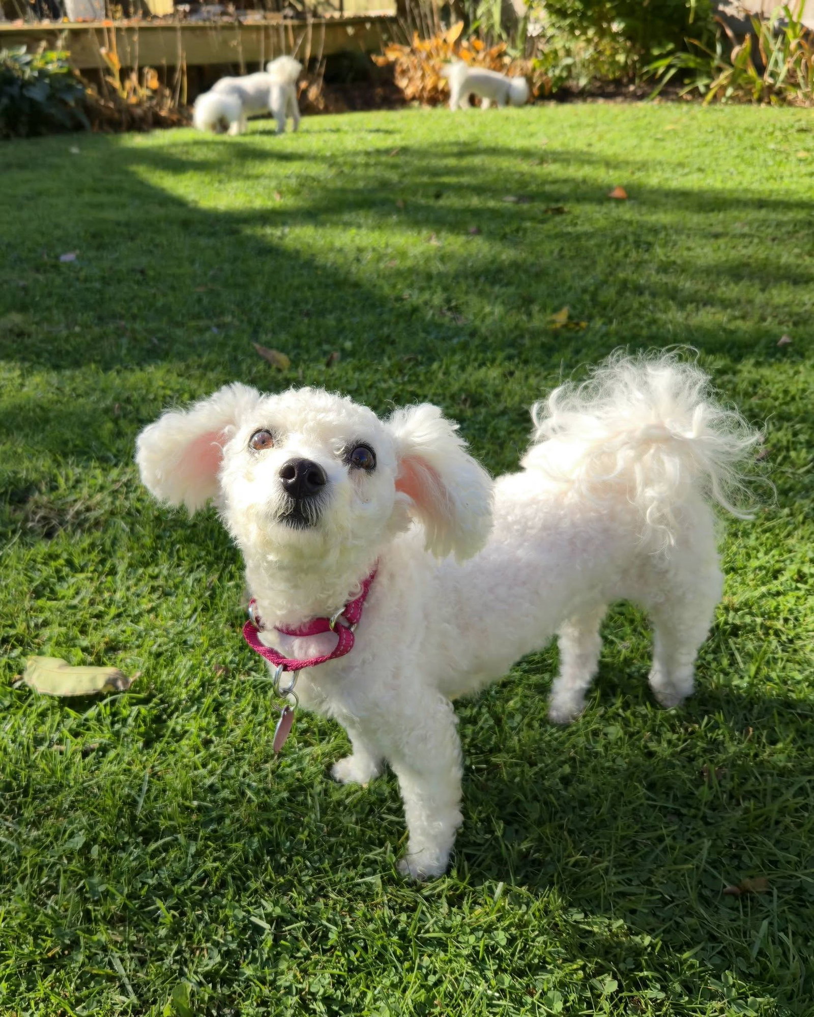 FiFi, photo 4