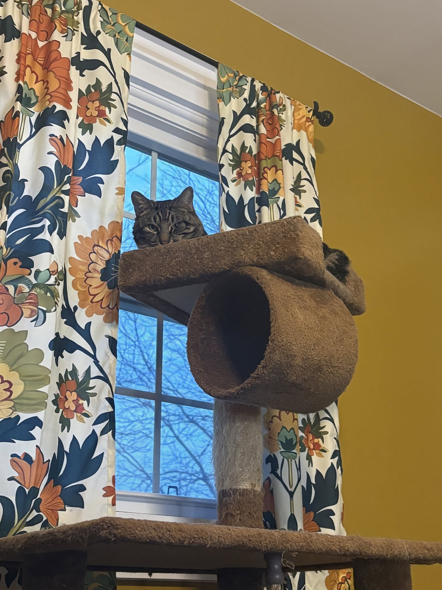 Oliver, photo 4