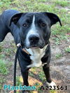 adoptable Dog in Fort Walton Beach, FL named PLANKTON