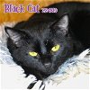 adoptable Cat in fort walton, FL named BLACK CAT