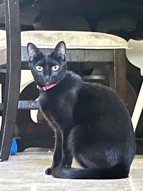 adoptable Cat in Fort Walton Beach, FL named PIGLET