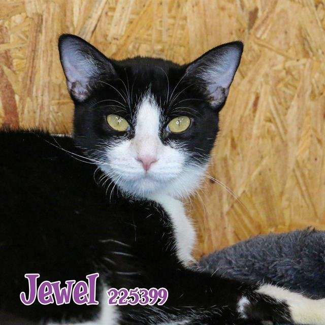 adoptable Cat in Fort Walton Beach, FL named JEWEL