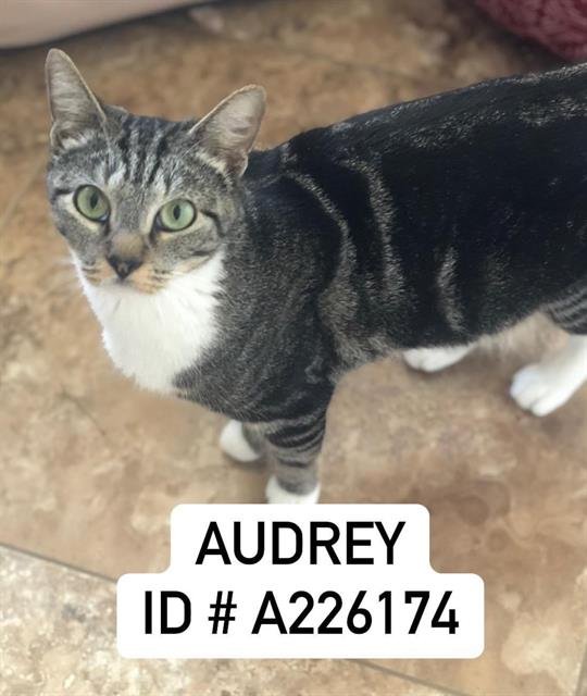 adoptable Cat in Fort Walton Beach, FL named AUDREY