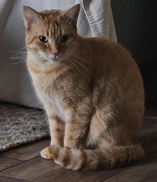 adoptable Cat in Fort Walton Beach, FL named CLEMENTINE