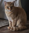adoptable Cat in fort walton beach, FL named CLEMENTINE