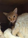 adoptable Cat in Fort Walton Beach, FL named CLEMENTINE