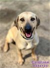 adoptable Dog in fort walton, FL named CAROLANN