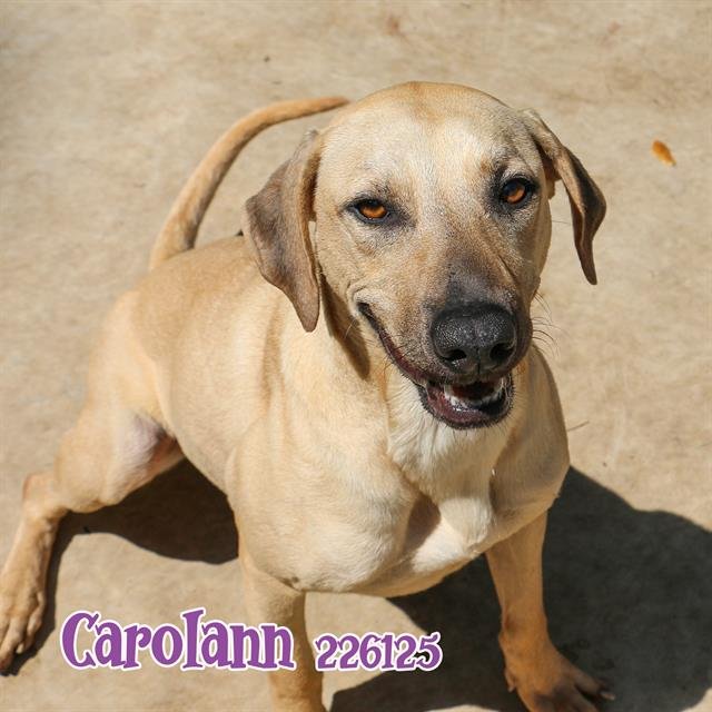 adoptable Dog in Fort Walton Beach, FL named CAROLANN