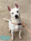 adoptable Dog in  named GHOST
