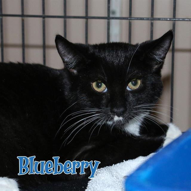 adoptable Cat in Fort Walton Beach, FL named BLUEBERRY