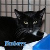 adoptable Cat in fort walton, FL named BLUEBERRY