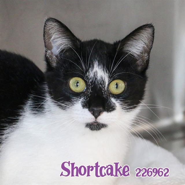 adoptable Cat in Fort Walton Beach, FL named SHORTCAKE