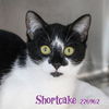 adoptable Cat in Fort Walton Beach, FL named SHORTCAKE