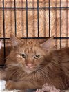 adoptable Cat in , FL named BRETT