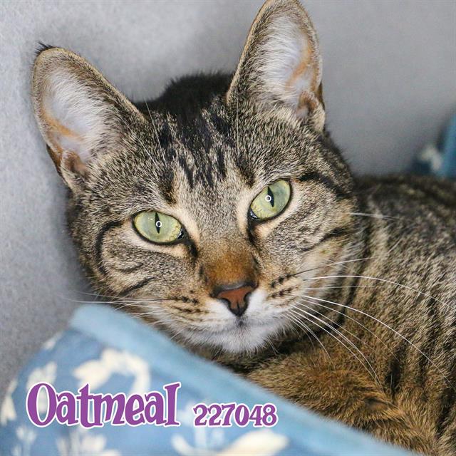 adoptable Cat in Fort Walton Beach, FL named OATMEAL