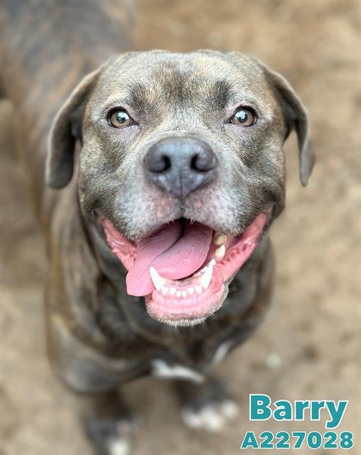 adoptable Dog in Fort Walton Beach, FL named BARRY
