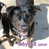adoptable Dog in fort walton beach, FL named BABY DOLL