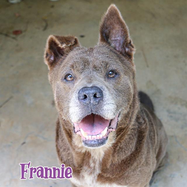 adoptable Dog in Fort Walton Beach, FL named FRANNIE