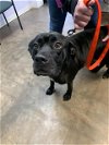 adoptable Dog in fort walton, FL named CHEVY