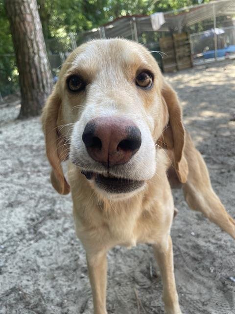 adoptable Dog in Fort Walton Beach, FL named OBI-WAN KENOBI