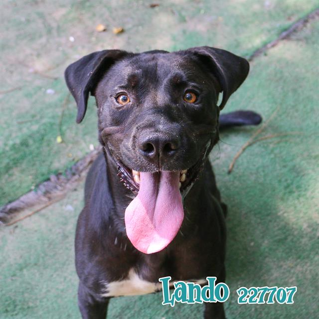 adoptable Dog in Fort Walton Beach, FL named LANDO