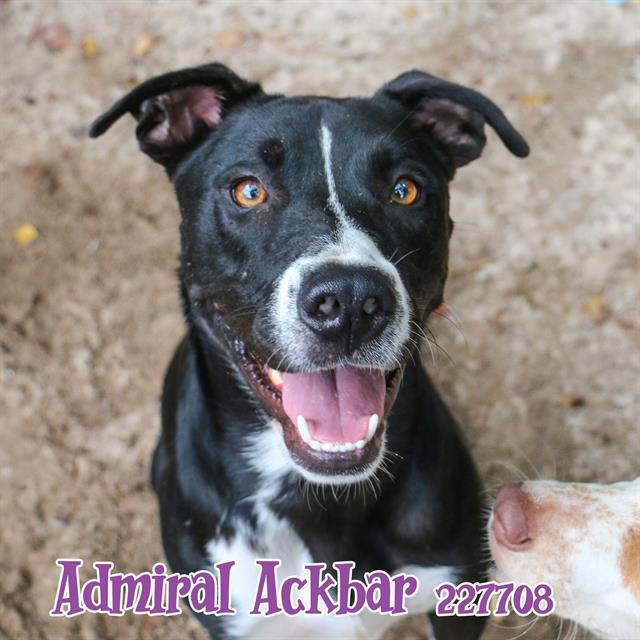 adoptable Dog in Fort Walton Beach, FL named ADMIRAL ACKBAR