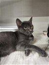 adoptable Cat in fort walton, FL named CHIP