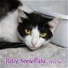 adoptable Cat in fort walton beach, FL named BABY SNOWFLAKE