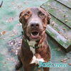 adoptable Dog in Fort Walton Beach, FL named DUSK