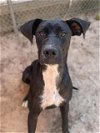 adoptable Dog in  named DAWN