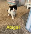 adoptable Cat in fort walton beach, FL named ABIGAIL
