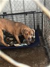 adoptable Dog in  named LAFAYETTE