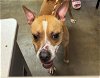 adoptable Dog in , FL named BUSTER