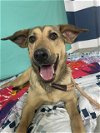 adoptable Dog in  named LIBERTY