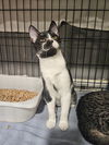 adoptable Cat in Fort Walton Beach, FL named LAMBO