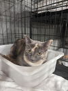 adoptable Cat in Fort Walton Beach, FL named NICO ROBIN