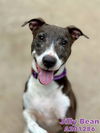 adoptable Dog in Fort Walton Beach, FL named JILLYBEAN