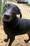 adoptable Dog in Fort Walton Beach, FL named RED BEAN