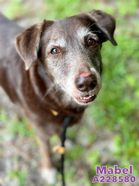 adoptable Dog in Fort Walton Beach, FL named MABEL