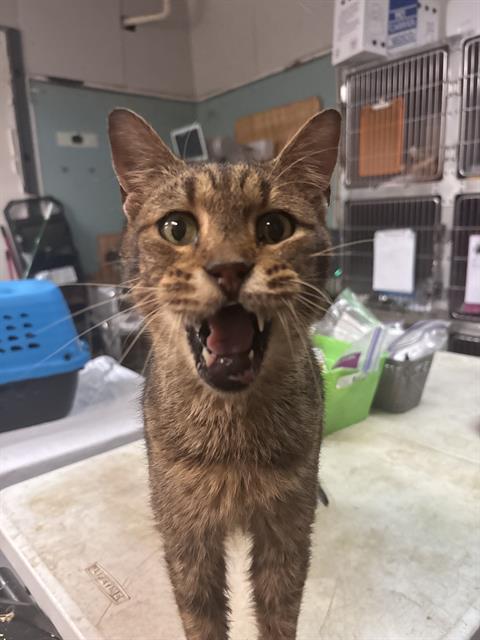 picture of the cat needing adoption