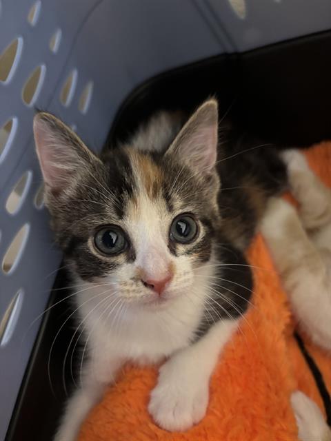 adoptable Cat in Fort Walton Beach, FL named SPRINKLE