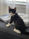 adoptable Cat in Fort Walton Beach, FL named JAZZY