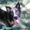 adoptable Dog in Fort Walton Beach, FL named ELI