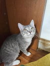 adoptable Cat in Fort Walton Beach, FL named FORK