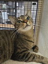 adoptable Cat in Fort Walton Beach, FL named DEBBIE REYNOLDS